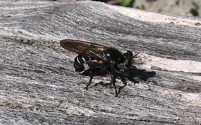 Asilidés - Dasypogon sp