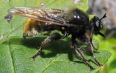 Asilidés - Laphria sp