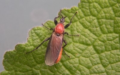 Bibion horticole - Bibio hortulanus
