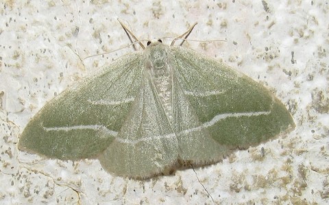 Papillons - La bilieuse ou la métrocampe verte - Hylaea fasciaria - Mâle