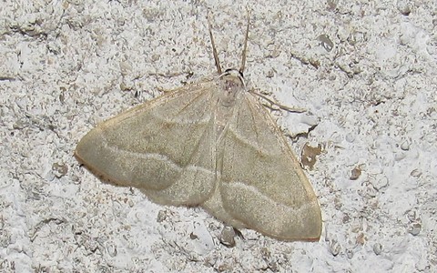 Papillons - La bilieuse ou la metrocampe verte - Hylaea fasciaria - Male