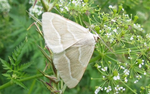 Papillons - La bilieuse ou la métrocampe verte - Hylaea fasciaria - Mâle