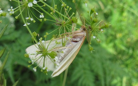 Papillons - La bilieuse ou la métrocampe verte - Hylaea fasciaria - Mâle