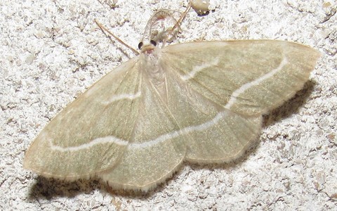 Papillons - La bilieuse ou la métrocampe verte - Hylaea fasciaria - Mâle