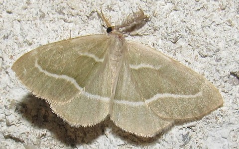 Papillons - La bilieuse ou la métrocampe verte - Hylaea fasciaria - Mâle