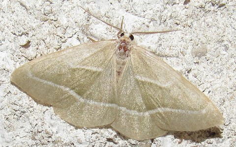 Papillons - La bilieuse ou la métrocampe verte - Hylaea fasciaria - Mâle