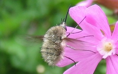 Bombylidés - Bombyle bosselé