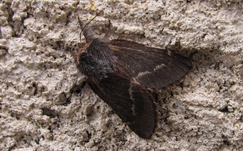 Papillons - Bombyx du peuplier - Poecilocampa populi - Femelle