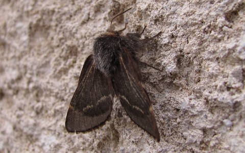Papillons - Bombyx du peuplier - Poecilocampa populi - Femelle