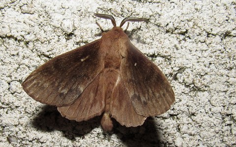 01 juillet 2019 Papillons - Le bombyx du pin - Dendrolimus pini - Mâle