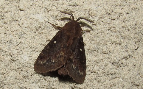 09 juillet 2024 Papillons - Le bombyx du pin - Dendrolimus pini - Mâle