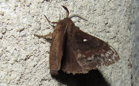09 juillet 2024 Papillons - Le bombyx du pin - Dendrolimus pini - Mâle