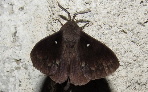 Papillons - Le bombyx du pin - Dendrolimus pini - Mâle