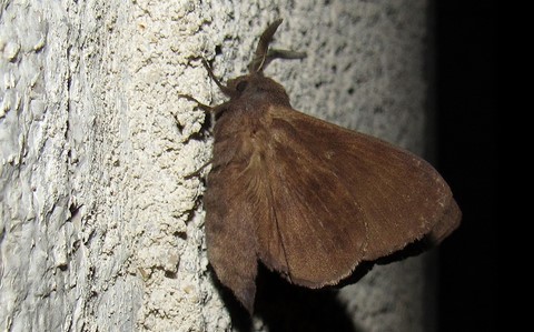 23 juin 2020 Papillons - Le bombyx du pin - Dendrolimus pini - Mâle