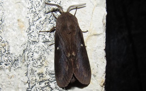 23 juin 2020 Papillons - Le bombyx du pin - Dendrolimus pini - Mâle