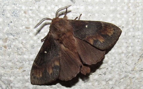 Papillons - Le bombyx du pin - Dendrolimus pini - Mâle