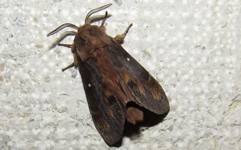 27 juin 2019 Papillons - Le bombyx du pin - Dendrolimus pini - Male