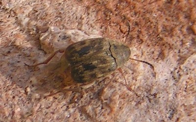 La bruche du haricot