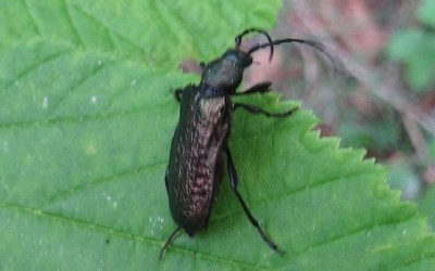 La callidie bronzée