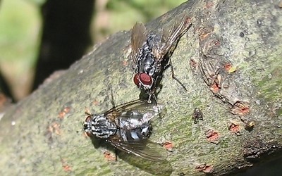 Calliphora Vomitoria