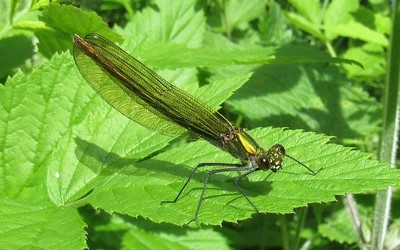 Le caloptéryx femelle