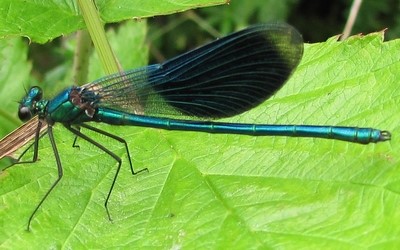 Le caloptéryx éclatant mâle