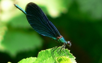 Le caloptéryx vierge mâle