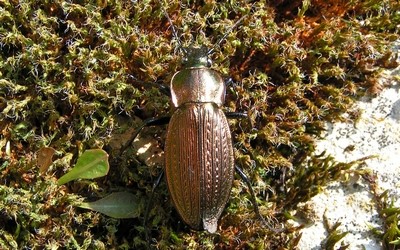 Carabus monilis