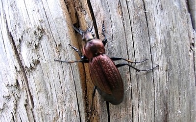 Carabus sp