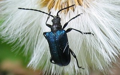 Gaurotes (Carilia) virginea