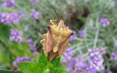 Punaise des céréales