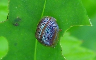 Cassida azurea
