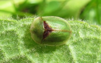 Cassida sp.