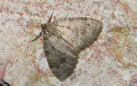 Papillons - La cavernicole lustree - Triphosa tauteli