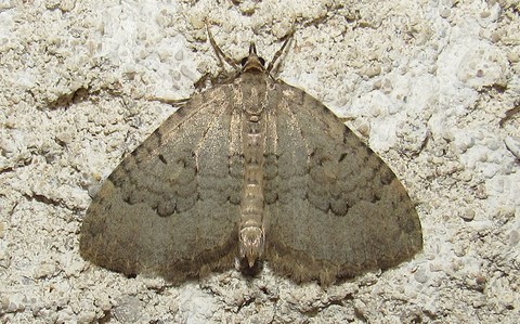 Papillons - La cavernicole lustrée - Triphosa tauteli