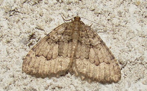 Papillons - La cavernicole lustrée - Triphosa tauteli