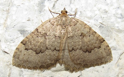 Papillons - La cavernicole lustrée - Triphosa tauteli