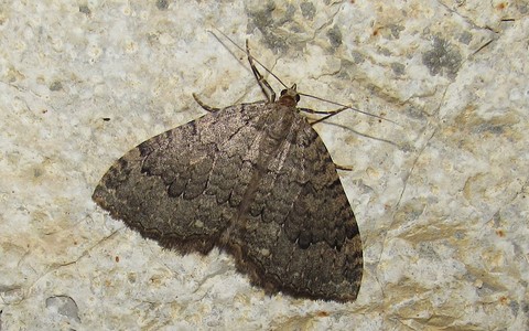 Papillons - La cavernicole lustrée - Triphosa tauteli