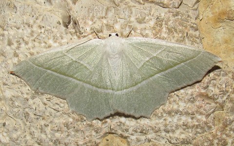 Papillons - Celadon - Campaea margarita - Femelle