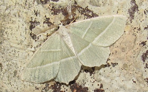 Papillons - Céladon - Campaea margarita - Mâle