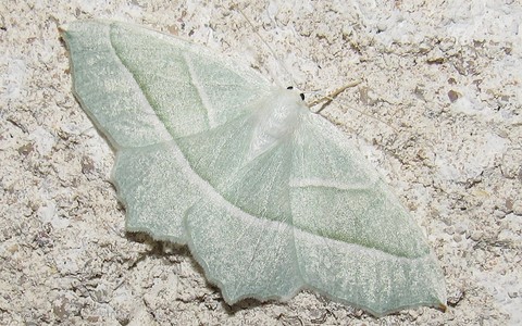 Papillons - Céladon - Campaea margarita - Femelle