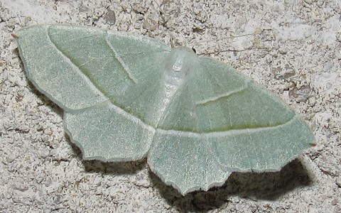 Papillons - Céladon - Campaea margarita - Femelle