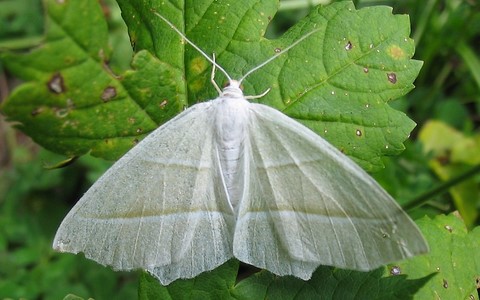 Papillons - Céladon - Campaea margarita - Femelle