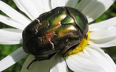 La cétoine cuivrée