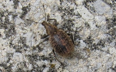 Charançon du lierre