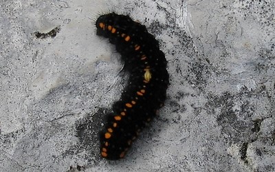 Chenille de l'apollon