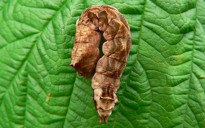 Chenille du batis