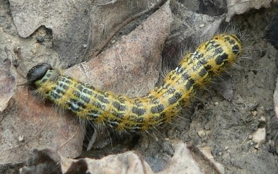 Chenille du bucéphale
