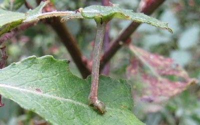Chenille de la cabère pustulée
