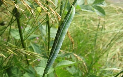 Chenille du chi